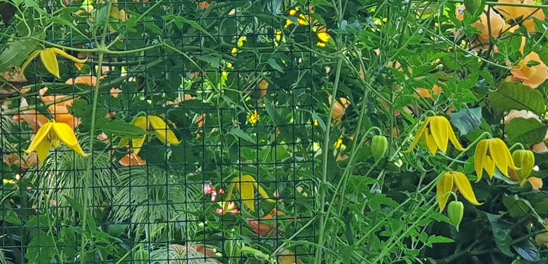 Clematis tangutica - die Goldwaldrebe hat seltene gelbe Glöckchen und kann volle Sonne vertragen.  © GartenRadio.fm