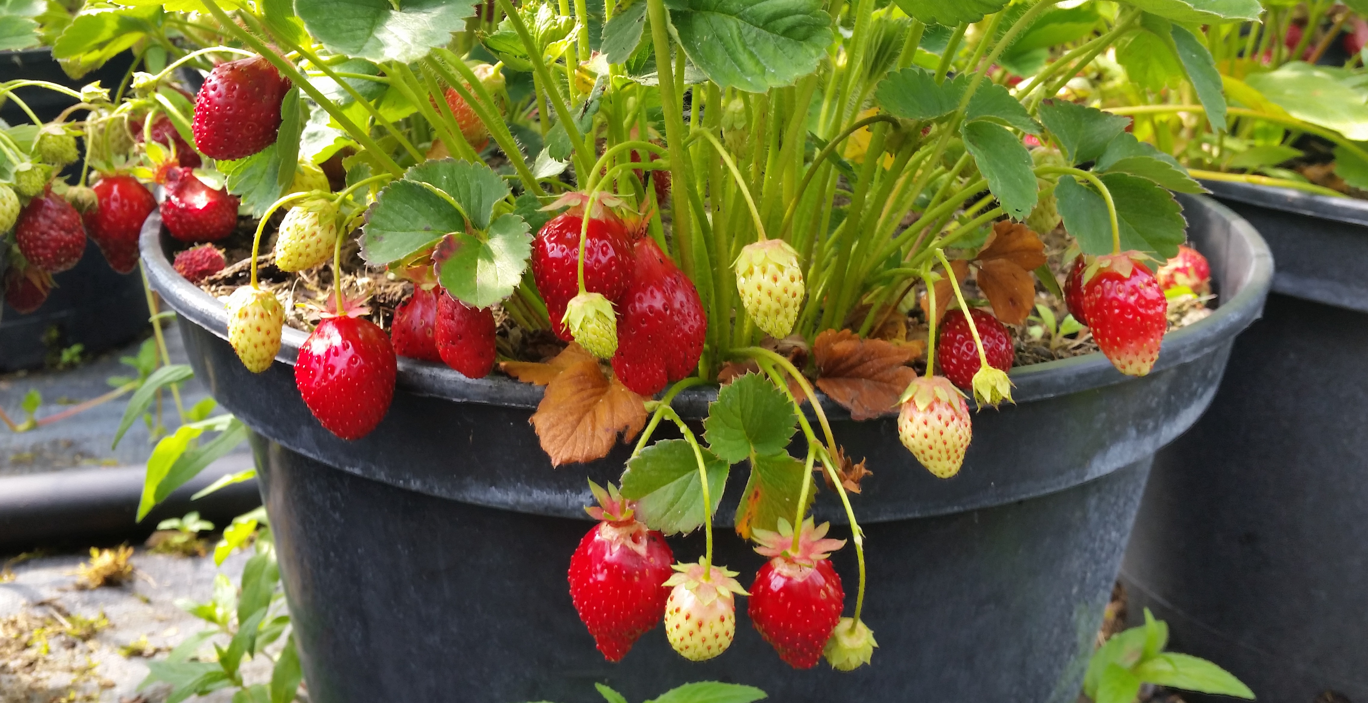 Jede Erdbeersorte lässt sich auch im Topf anbauen. © GartenRadio.fm