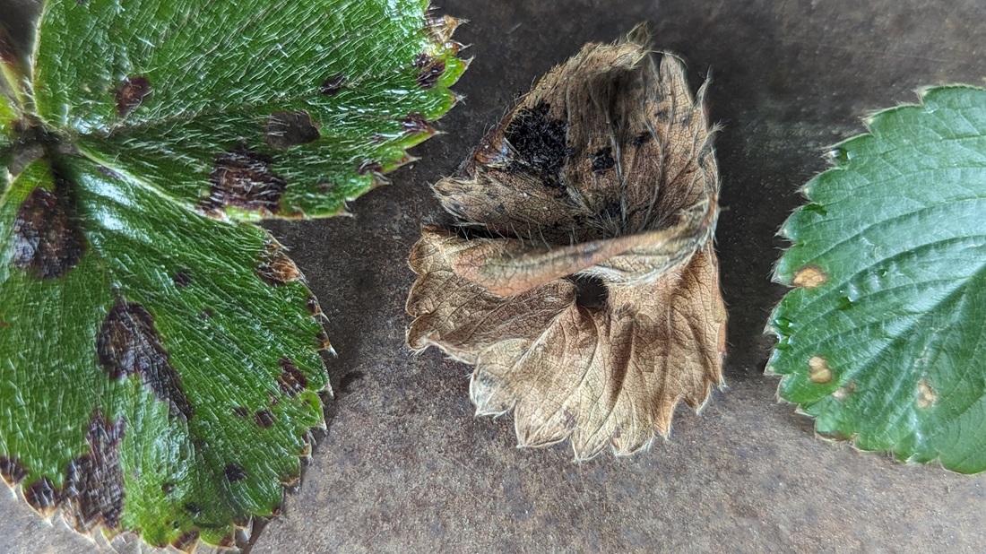 Jetzt im April sollte man alle kränkelnden Blätter entfernen. © GartenRadio.fm