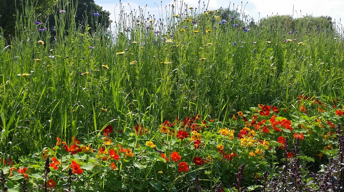 Auch essbare Blumen fühlen sich auf der "Sandbüchse" wohl © GartenRadio.fm