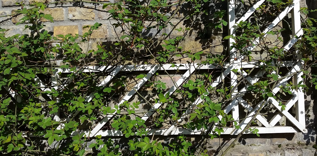 Mauern sind ein idealer Lebensraum für Pflanzen© GartenRadio.fm