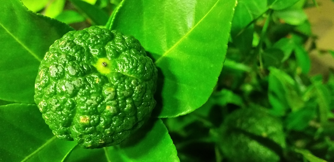 Römische Süß-Limette © GartenRadio.fm