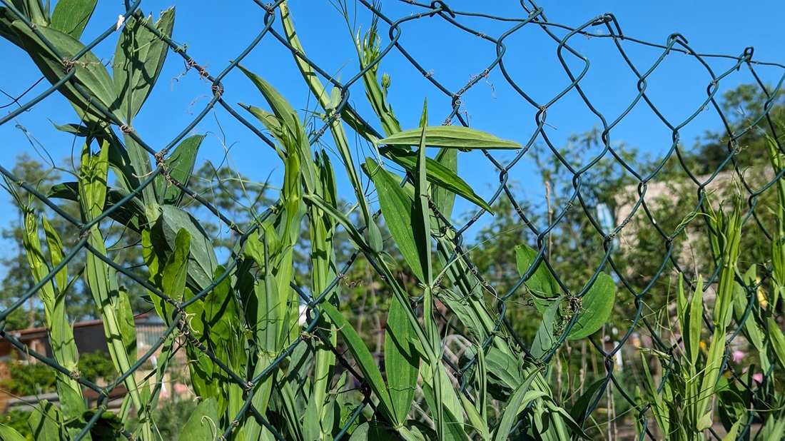 Ein Maschendrahtzaun ist nicht unendlich belastbar. Wicken sind eine "leichte" Variante. © GartenRadio.fm