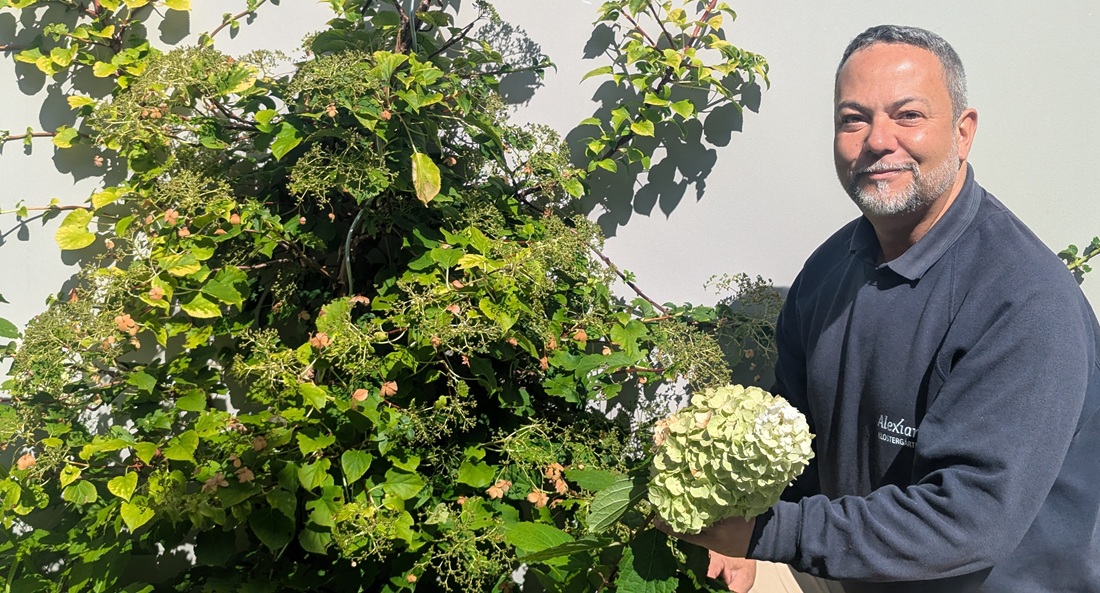„Kletterhortensien brauchen ein paar Saisons, um anzuwachsen. Aber dann sind sie ziemlich klimaresistent.“ Sagt Gärtner Janek Weber von der Alexianer Klostergärtnerei in Köln.   