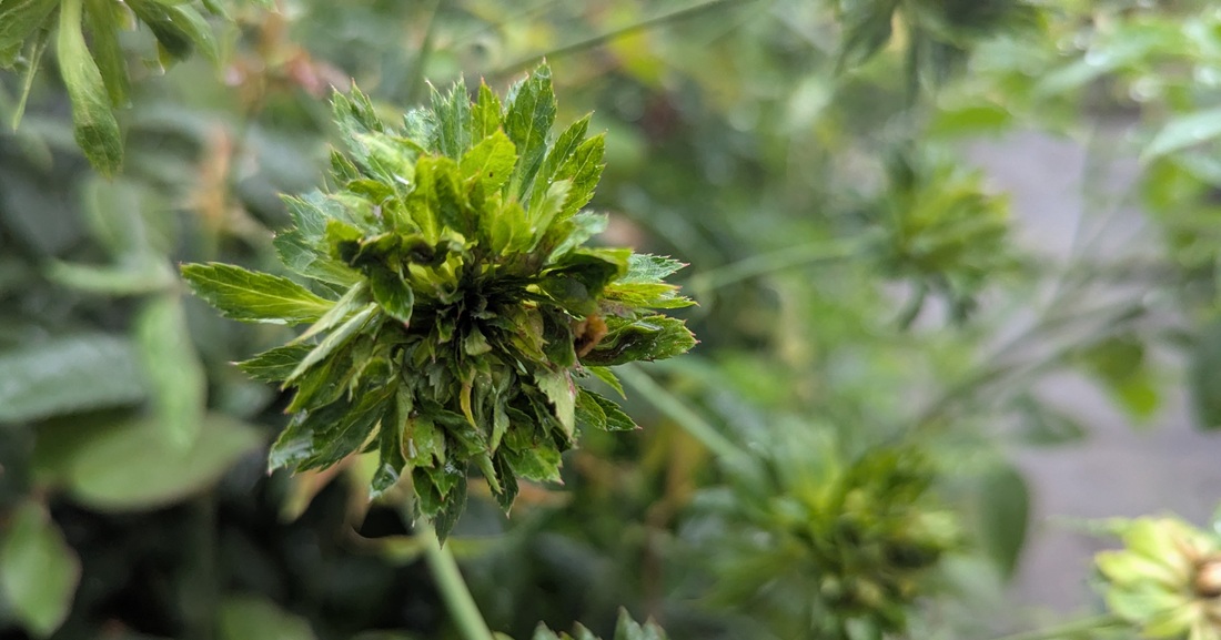 Ein Traum für Floristen - die grüne Chinarose Viridiflora.