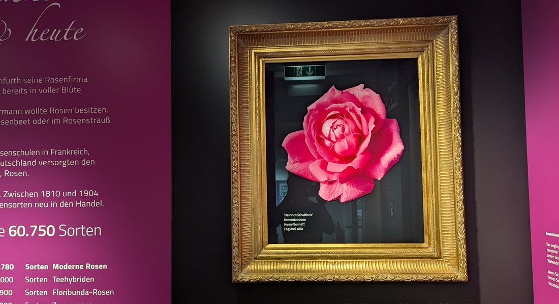 Remontantrose "Heinrich Schultheis", Henry Bennet 1882