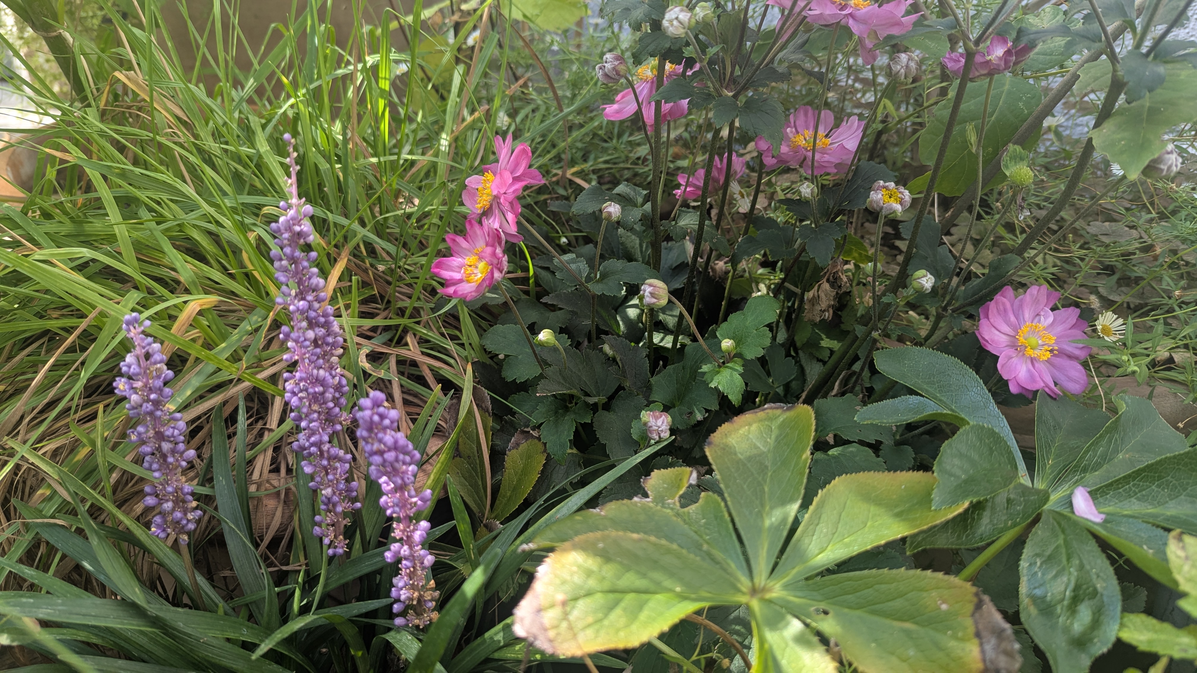 Für Gartengestalter und Fotografinnen gleichermassen wicht: die Komposition. 