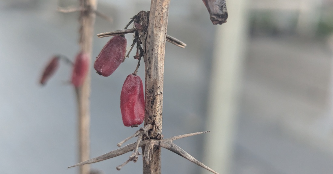 Der Sauerdorn ist die Wildform der Berberitze und eigenet sich als Wildhecke und Vogel-Rückzugsgebiet.