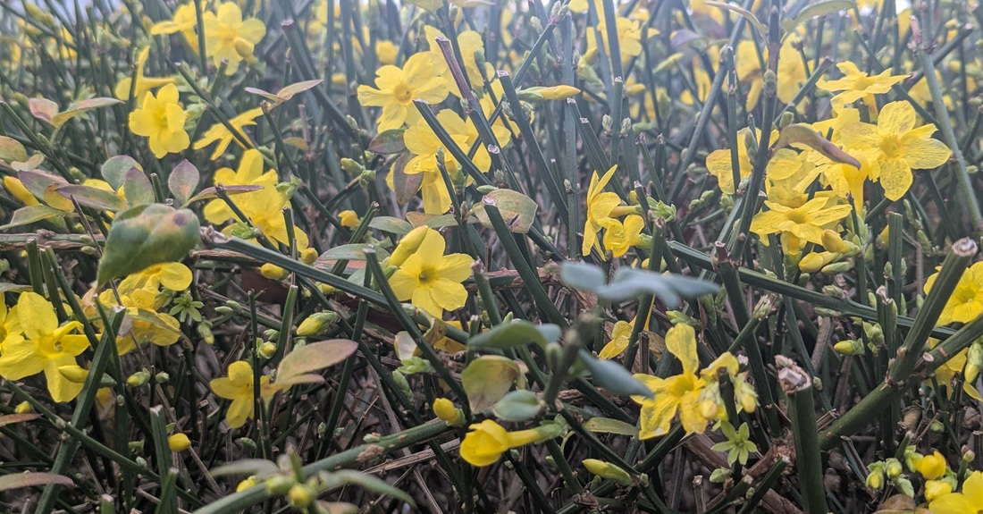 Der Winterjasmin wird oft übersehen.
