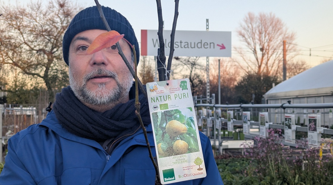  Gärtner Janek Weber wünscht sich mehr Aufmerksamkeit für die Nashi-Birne