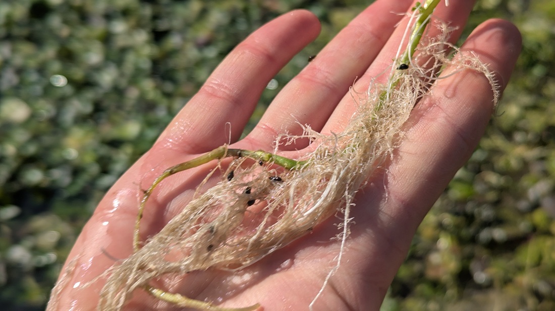 Weiße Brunnenkresse-Wurzeln  (Nasturtium officinale) weisen auf exzellente Wasserqualität hin.