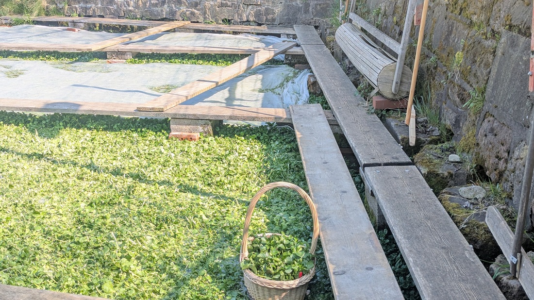 Zwei gleich große Personen könnten die Brunnenkresse bei Frostgefahr mit einer Walze in das warme Quellwasser drücken.