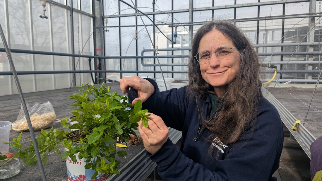 Gärtnermeisterin Dagmar Hauke beim Entspitzen.