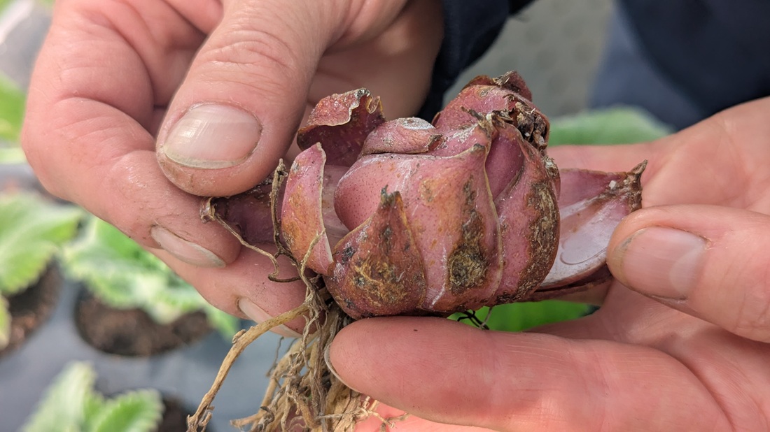 Die Zwiebel der Lilien lassen sich jetzt im April "preiswert" vermehren.
