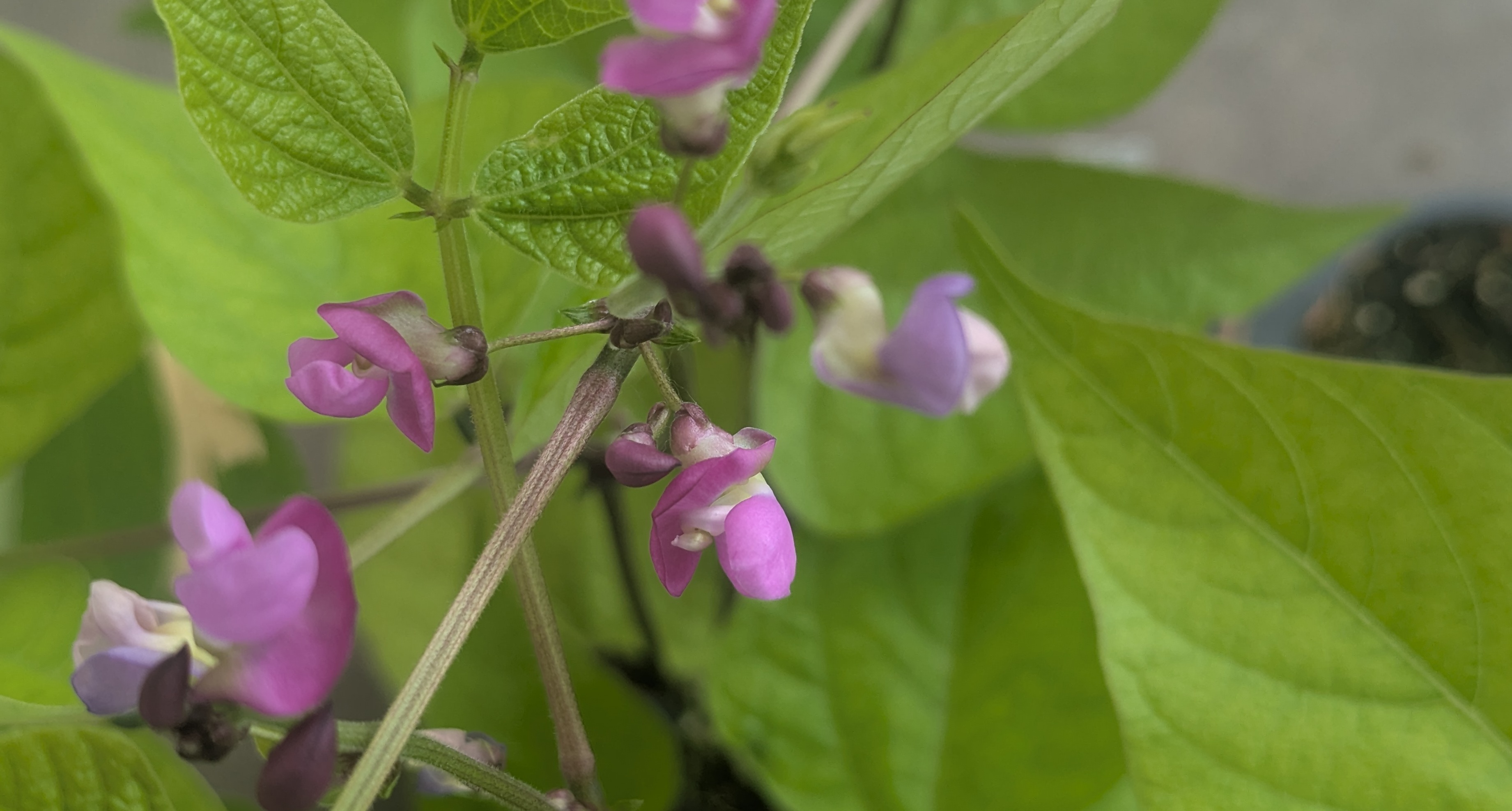  Bie allermeisten Bohnen sind Selbstbefruchter.  Die Befruchtung findet in der Regel bereits in der geschlossenen Blüte statt, weshalb sie keine Insekten für die Ernte benötigen.