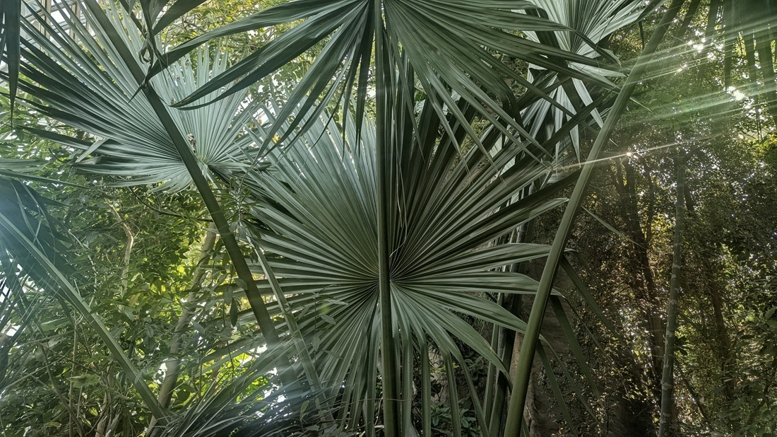 Die Wedel der Sabal yapa Palme haben einen Durchmesser von 3 Metern