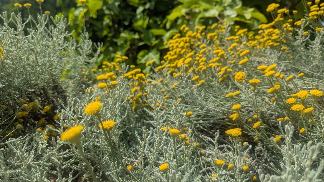 Das Currykraut (Helichrysum italicum) ist wie viele Garrigue-Pflanze ausgesprochen aromatisch.