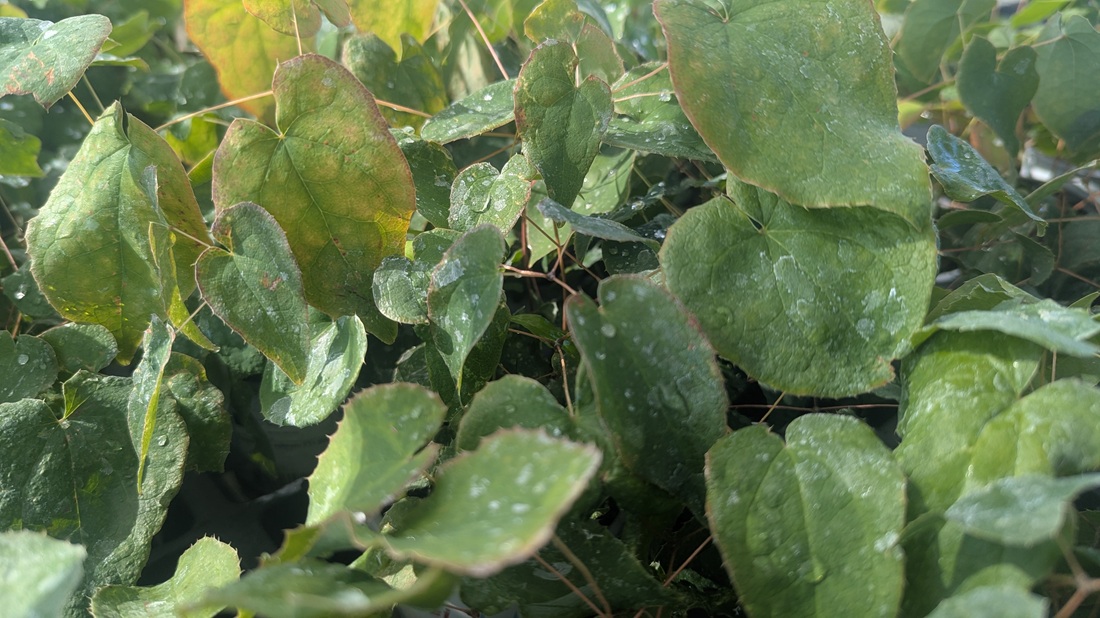 Die Elfenblume (Epimedium) wächst im Schatten und in der Sonne, auf Lehm und Sand - sogar auf Baumscheiben.