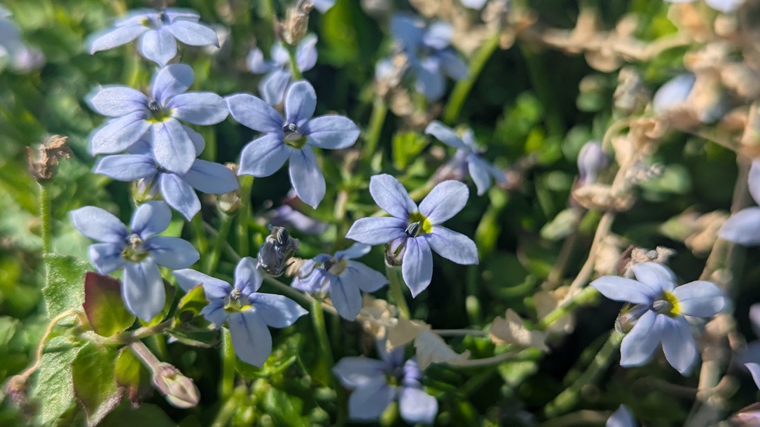 Die Scheinlobelie (Pratia pedunculata) ist sogar bedingt trittfest.