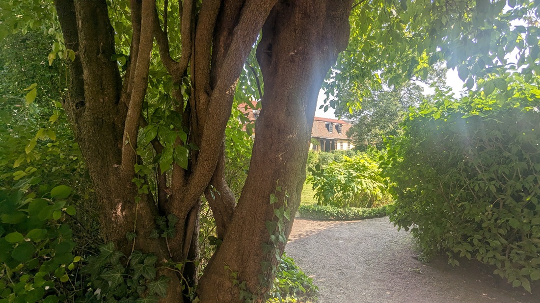 Die Kornelkirsche ist das älteste Gehölz in Goethes Hausgarten.
