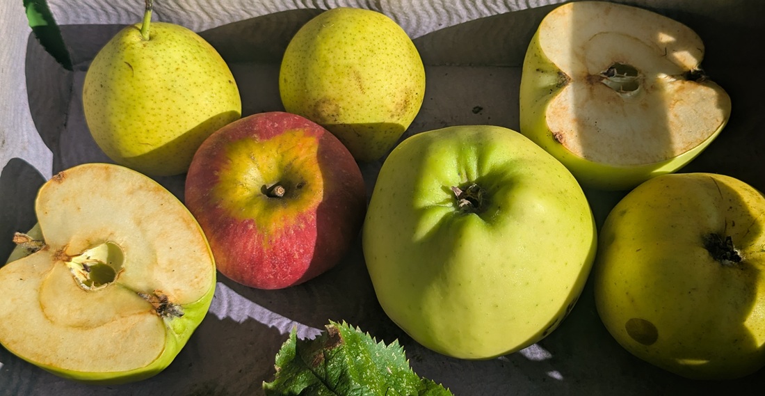 Merkmale für die Bestimmung sind Form, Blüte, Stil, Kerne, Kerngehäuse und Lentizellen (gewissermasse Atemzellen auf der Schale)