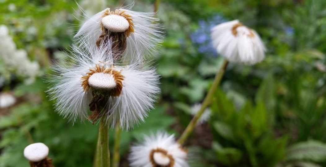 Schön verblüht © GartenRadio.fm