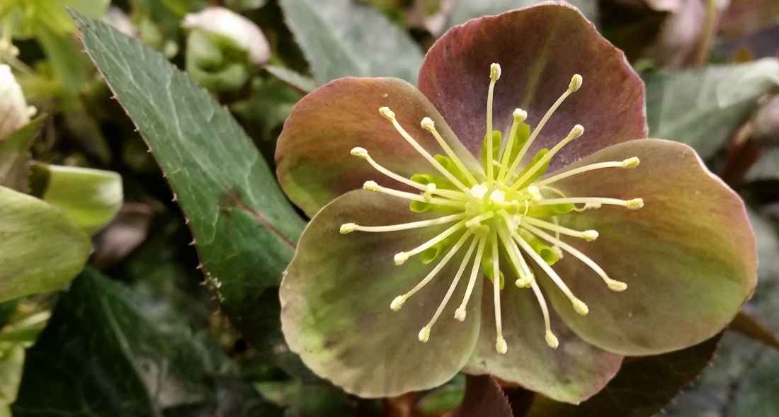 Sternii - Christrose für den Innenraum © GartenRadio.fm 