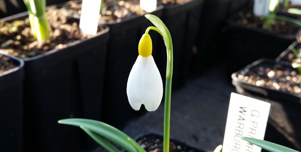 Galanthus Primrose Warburg © GartenRadio.fm