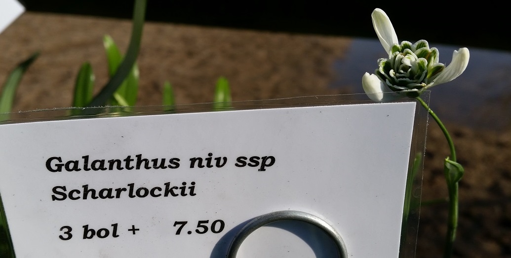 Galanthus nivalis ssp Scharlockii © GartenRadio.fm