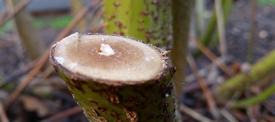 Frisch geschnittener Hartriegel © GartenRadio.fm