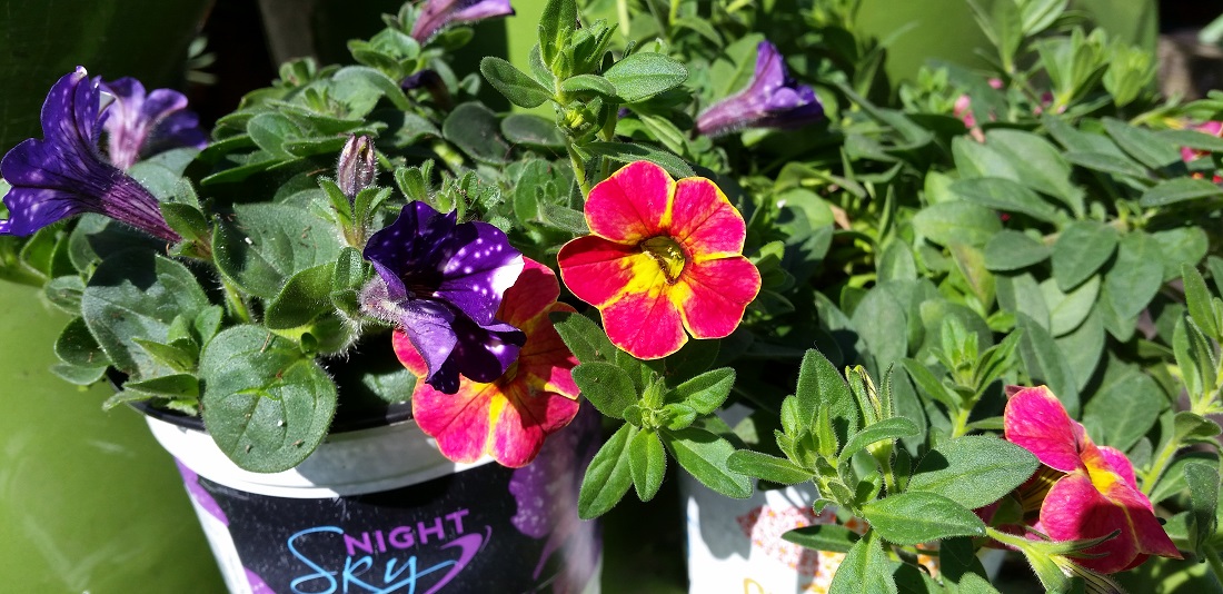 Neue Sorten für den Kasten : Petunia Sky Night und Petunian Chamäleon © GartenRadio.fm