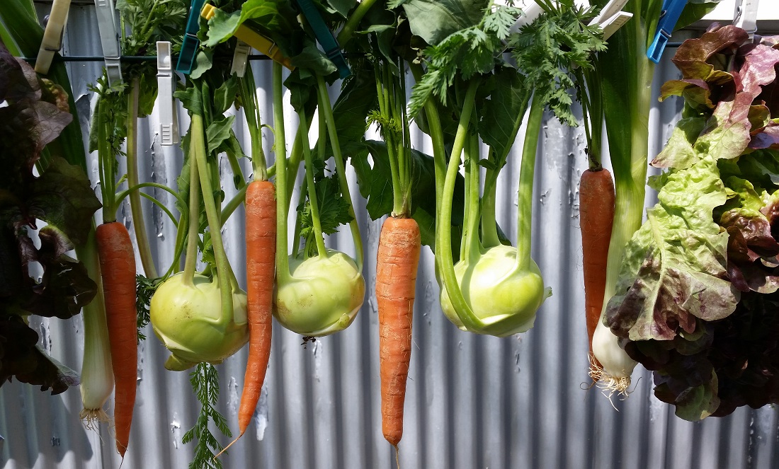 Waschen, Trocknen, Essen - die Freuden der Ernte © GartenRadio.fm