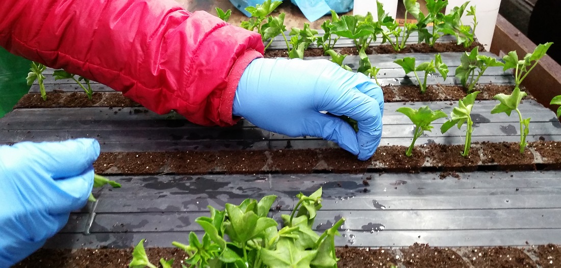 Stecklinge aus Äthiopien sollen in niederrheinischer Erde Wurzeln schlagen © gartenradio.fm