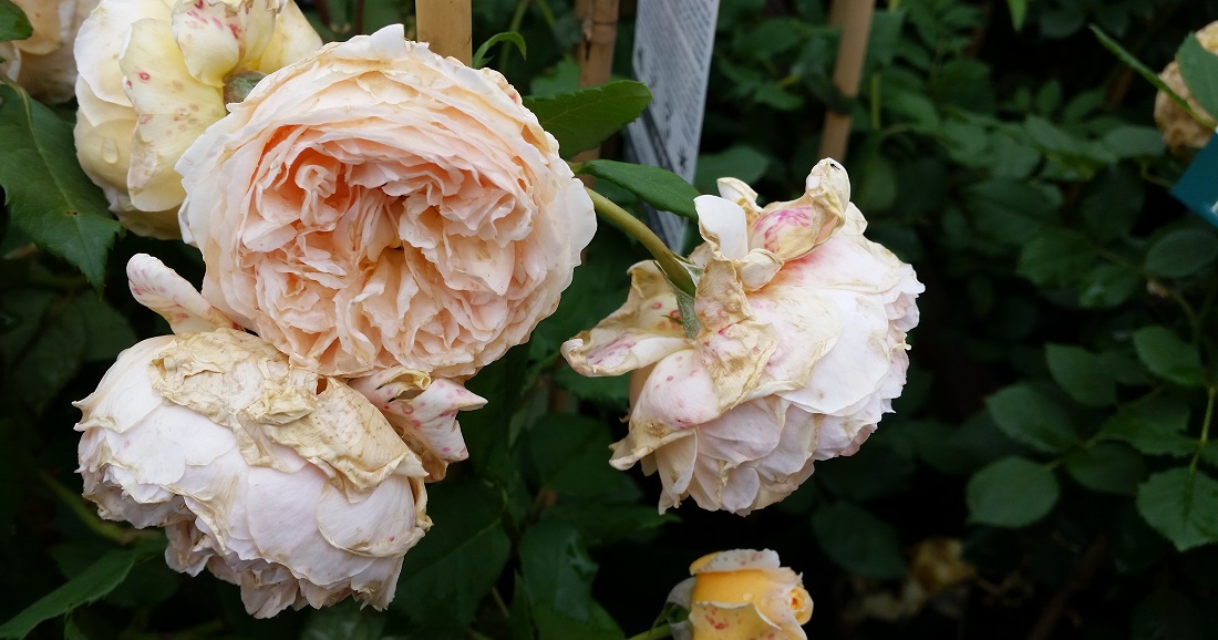 Stark gefüllte Blüten neigen zum "Nicken" © Gartenradio.fm