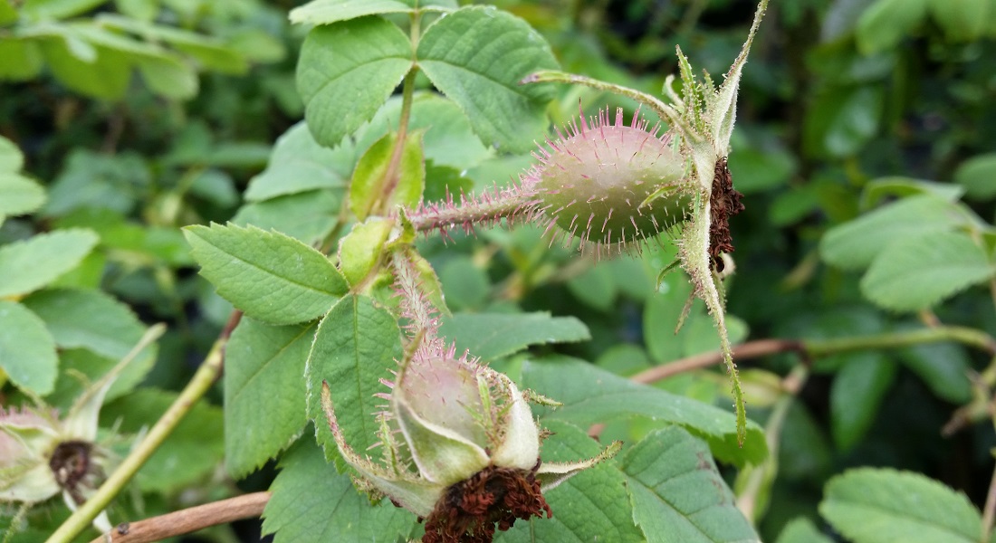 Stachelige Hagebutten der Wildrose "Angela" © Gartenradio.fm