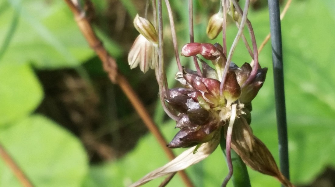 Die Etagenzwiebel wächst in die Höhe  © Gartenradio.fm