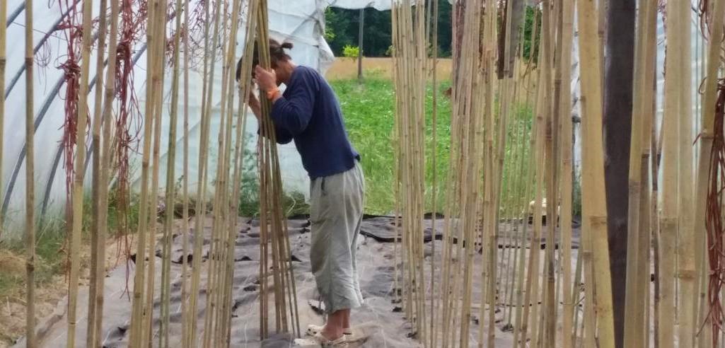 Benedicta von Branca lässt die Tomaten an Bambusstecken wachsen© GartenRadio.fm