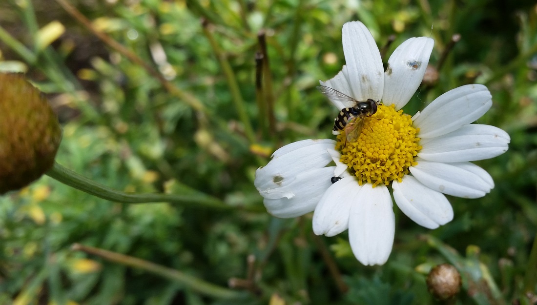 Schwebfliegen mögen Doldenblüter wie Margeriten © Gartenradio.fm