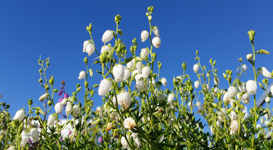 Irische Glockenheide © Gartenradio.fm