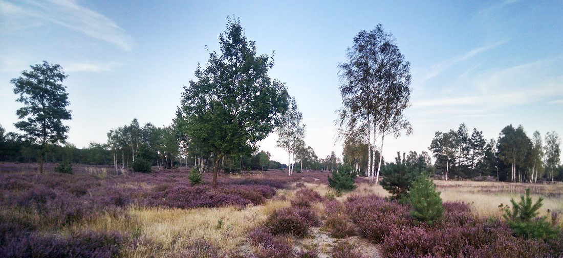 Von blühender Heide unter weitem Himmel schwärmte Hermann Löns © Mathias Voigt