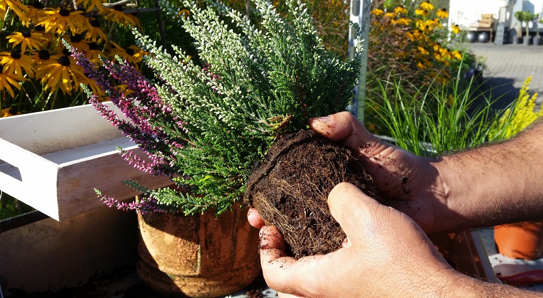 Wurzeln vor dem Pflanzen aufrauhen © Gartenradio.fm