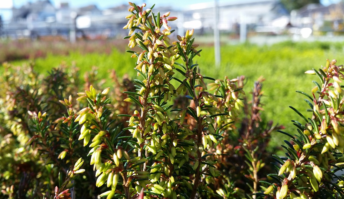 Die Winterheide öffnet erst ab November ihre Knospen © Gartenradio.fm