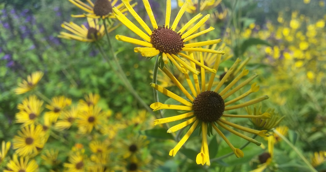 Sonnenhut mit eingerollten Blütenblättern © Gartenradio.fm