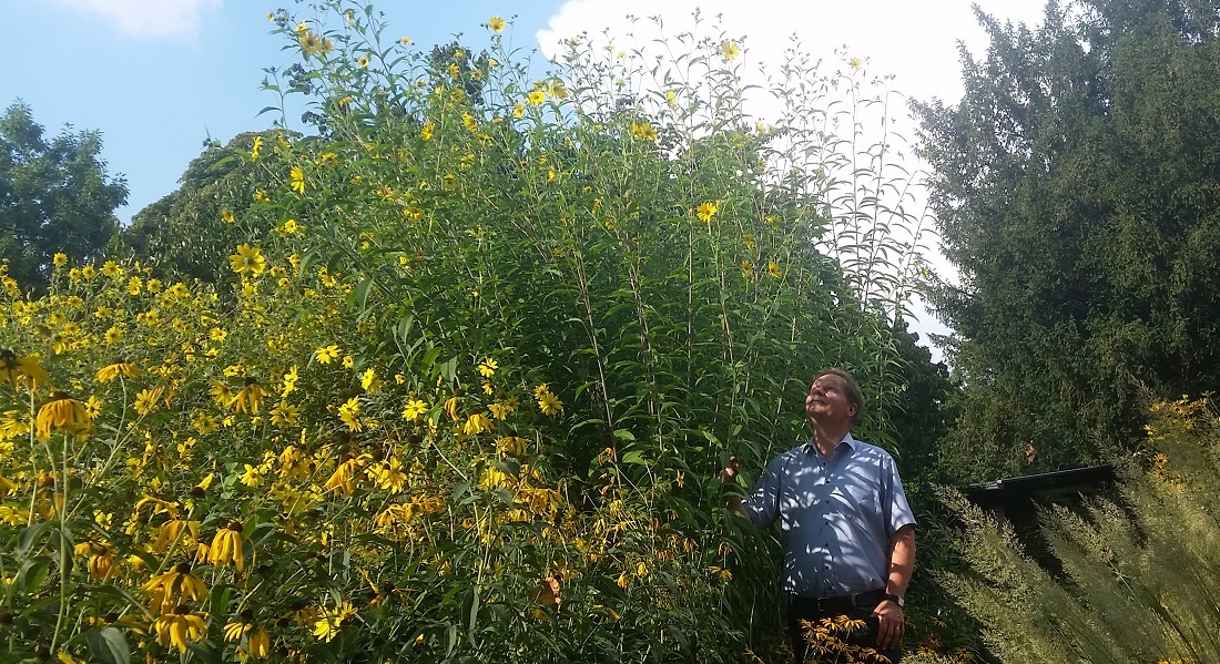 Sogar als Hecke kann man Präriestauden verwenden © Gartenradio.fm