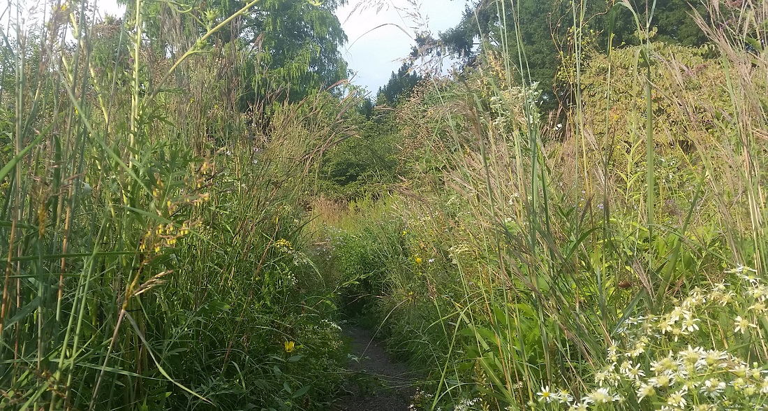 Durch 500 qm "echte" Prärie im Hermannshof ist pirschen erwünscht © Gartenradio.fm