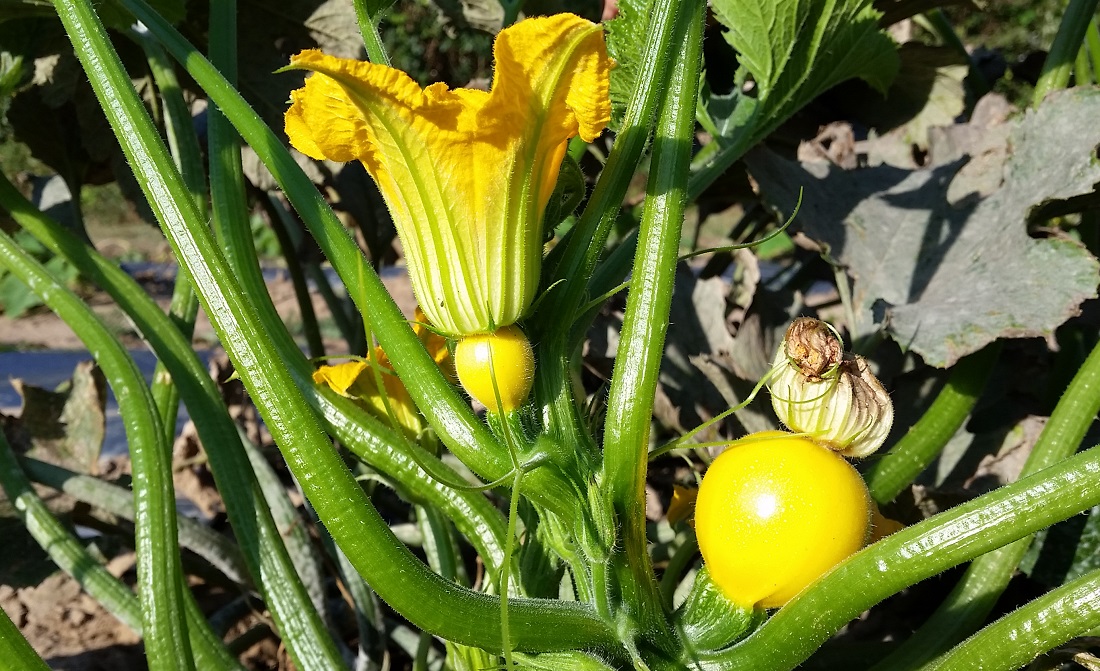 Weibliche Blüten mit Fruchtknoten © Gartenradio.fm