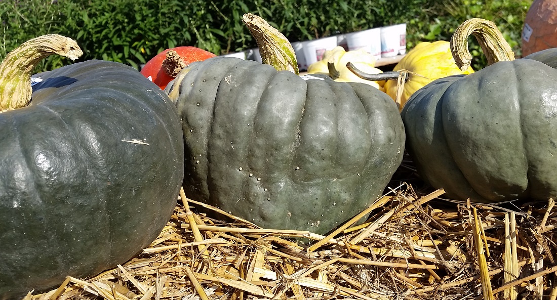 Cucurbita maxima © Gartenradio.fm