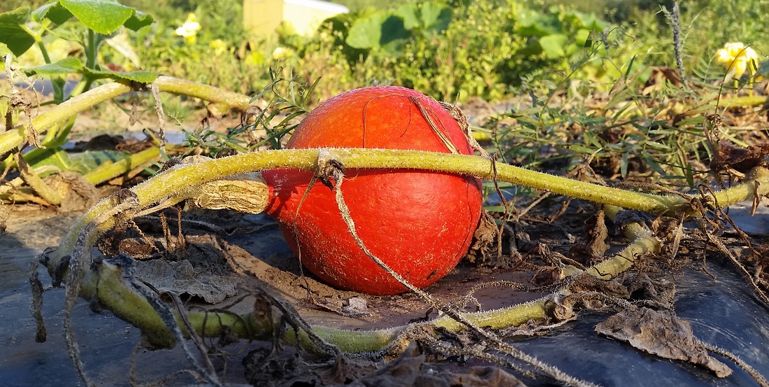 Kürbisse wachsen gut auf Mulch-Folie © Gartenradio.fm