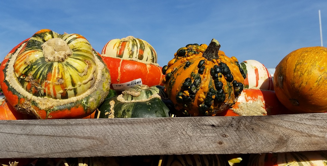 Die Bischofsmütze (ganz links) wird gerne ausgehöhlt und als Terrine für Kürbissuppe verwendet © Gartenradio.fm 