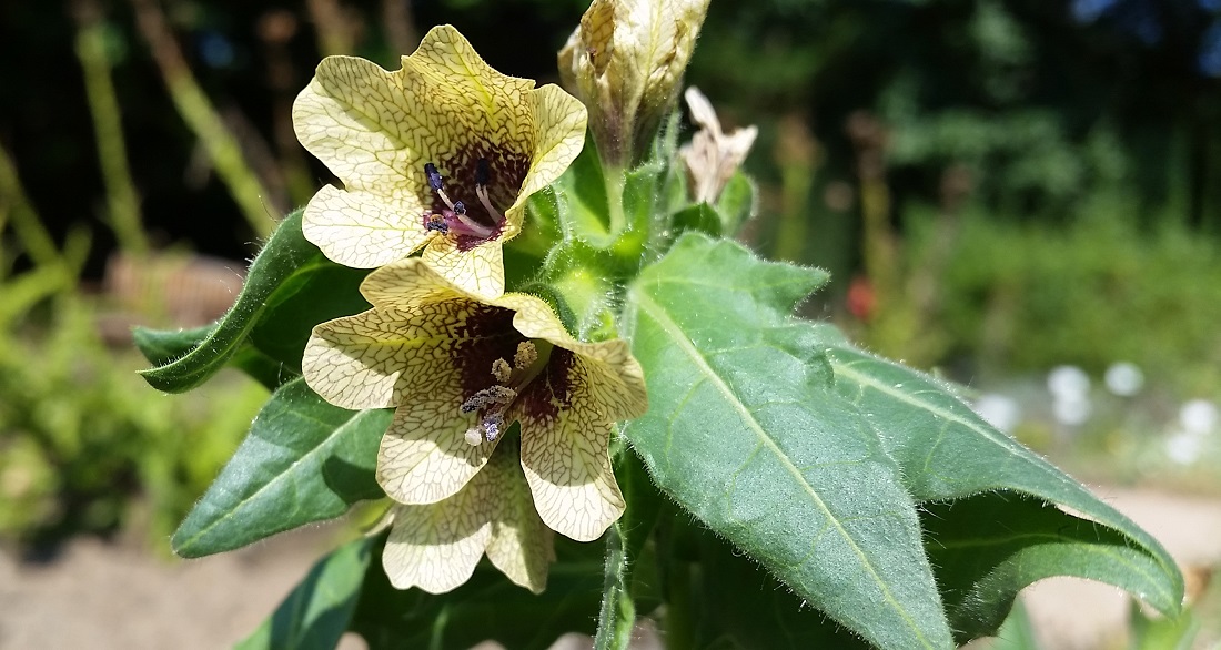 Hat das Bilsenkraut Hamlet getötet? © Gartenradio.fm